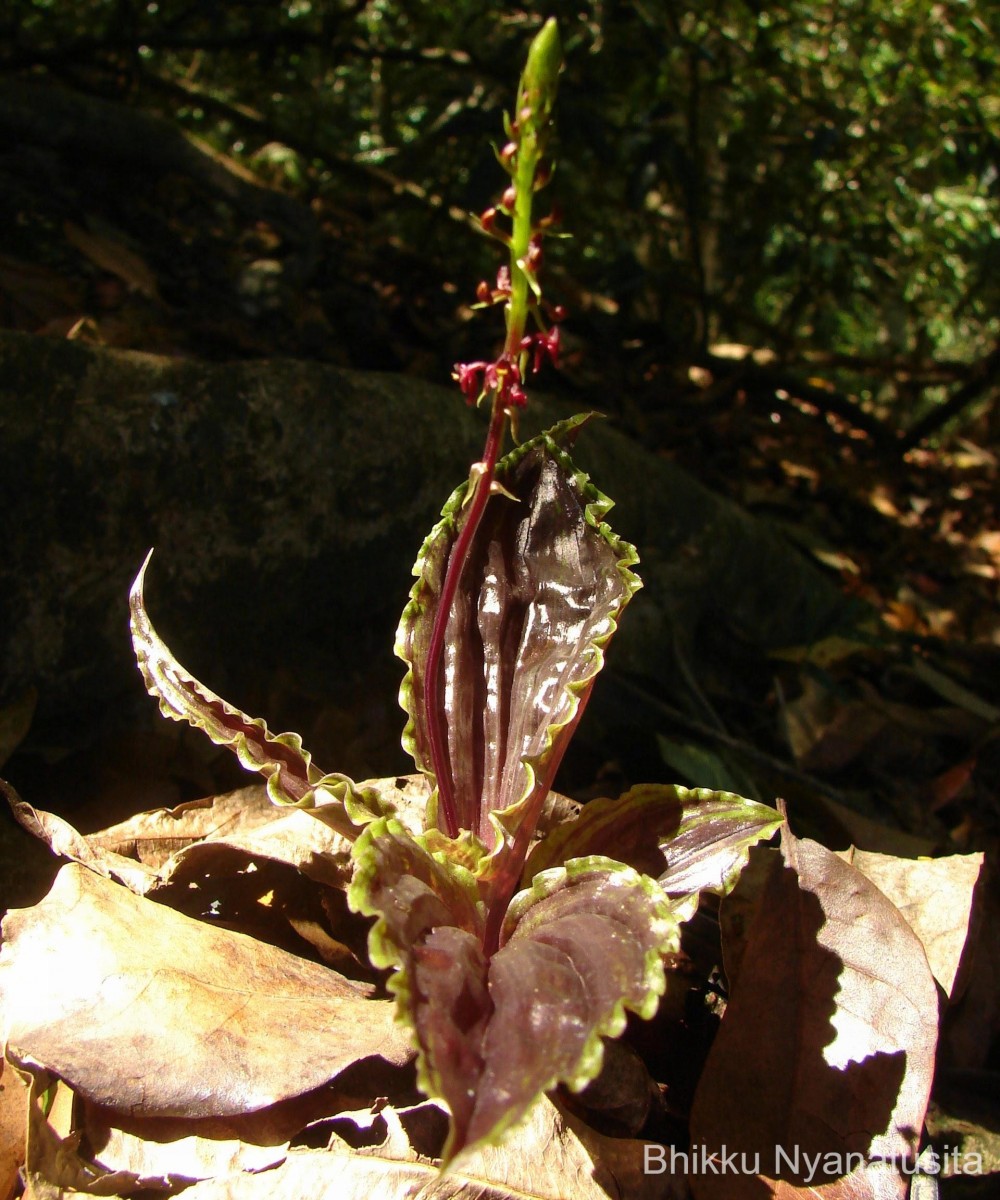 Malaxis discolor (Lindl.) Kuntze